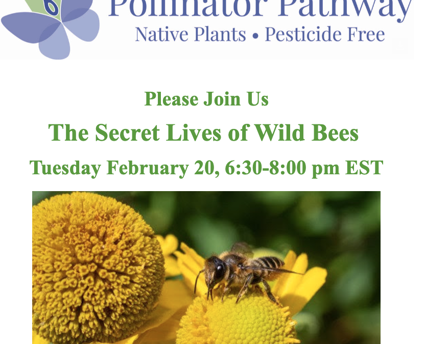 The Secret Lives of Wild Bees with Pollinator Pathway